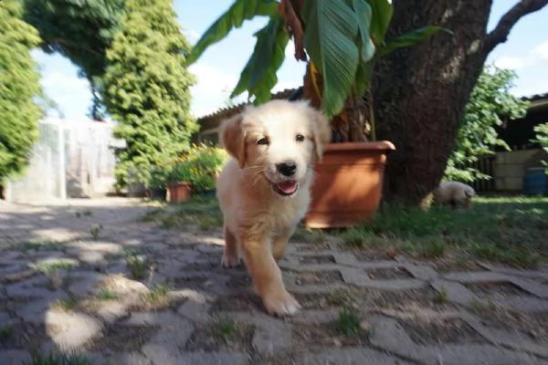 eleganti cuccioli di golden retriever