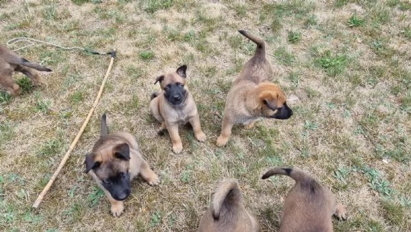 cuccioli pastore belga malinois maschio e femmina | Foto 1
