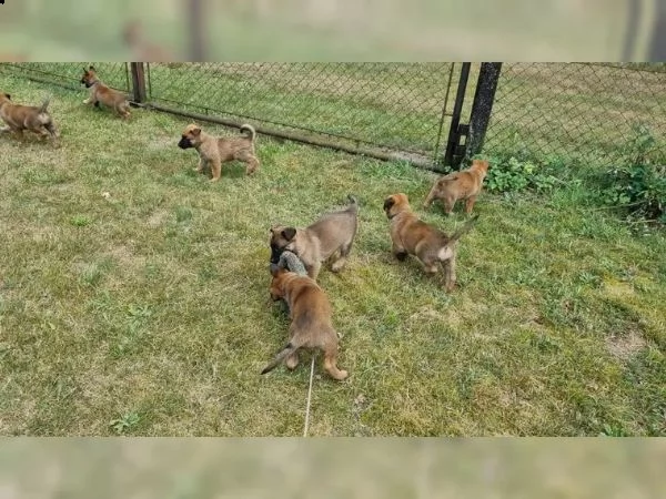 cuccioli pastore belga malinois maschio e femmina | Foto 0