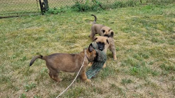 cuccioli pastore belga malinois maschio e femmina