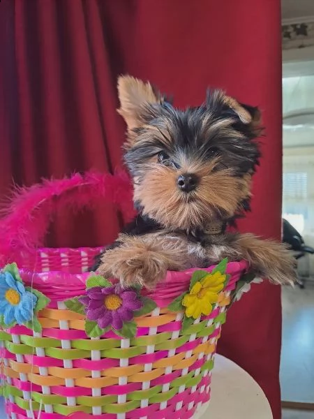 disponibile per yorkshire terrier ragazzi e ragazze. | Foto 0
