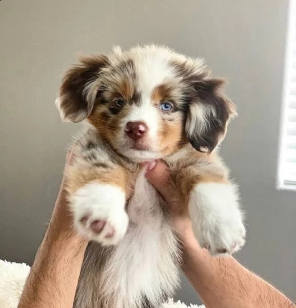 adorabili cuccioli pastore australiano femminucce e maschietti disponibili i cuccioli sono vaccinati