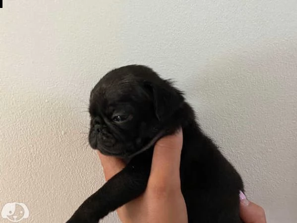 cuccioli di carlino | Foto 0