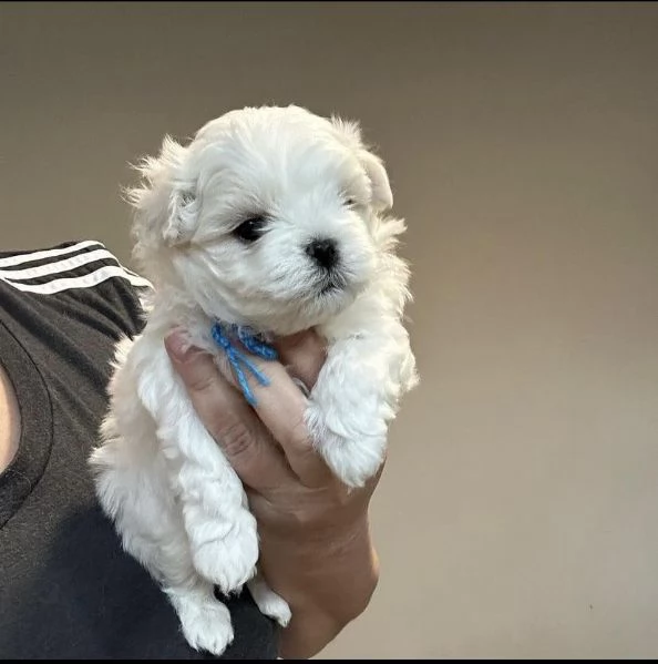 pura razza cuccioli di micro maltese per adozione