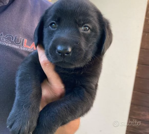  cuccioli di labrador retriver