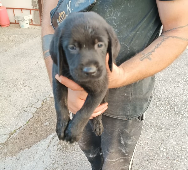  cuccioli di labrador retriver | Foto 0