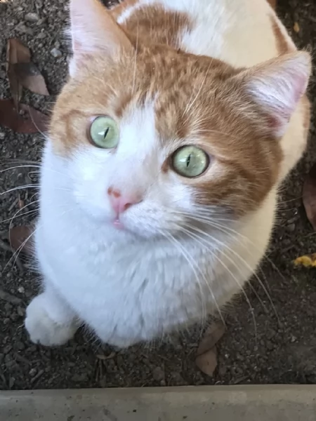smarrito gatto bianco e rosso a montebelluna ( tv)  | Foto 1