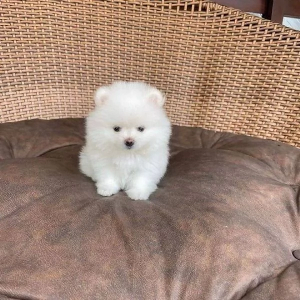 cuccioli pomerania bianchi 