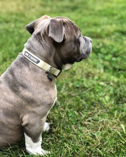 sono disponibili cuccioli di pitbull in attesa di adozione!  | Foto 1