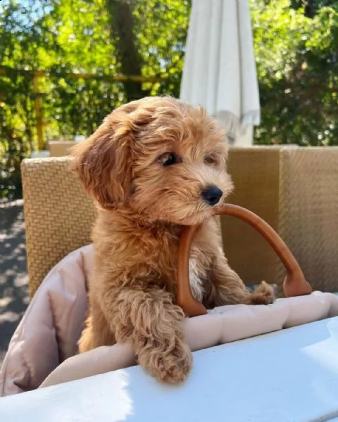  cucciolo maltipoo di 11 settimane 