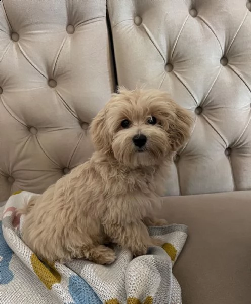  cucciolo maltipoo di 11 settimane  | Foto 0
