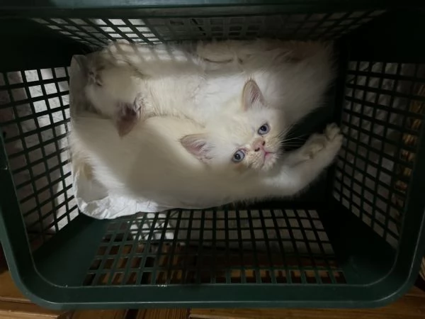 Cuccioli gatto exotic shorthair/ persiani | Foto 3