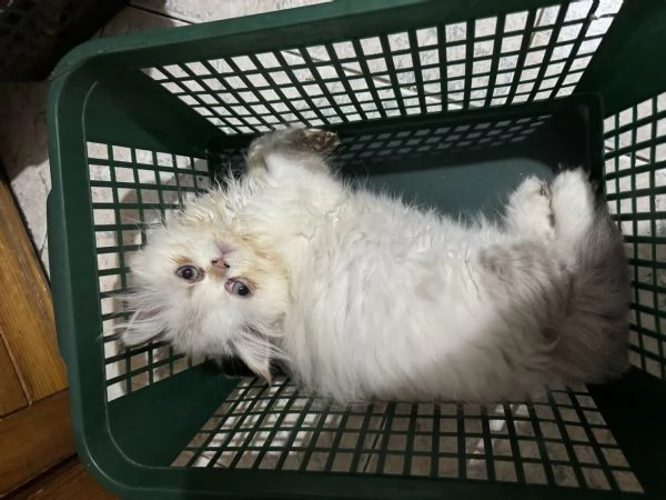 Cuccioli gatto exotic shorthair/ persiani | Foto 2