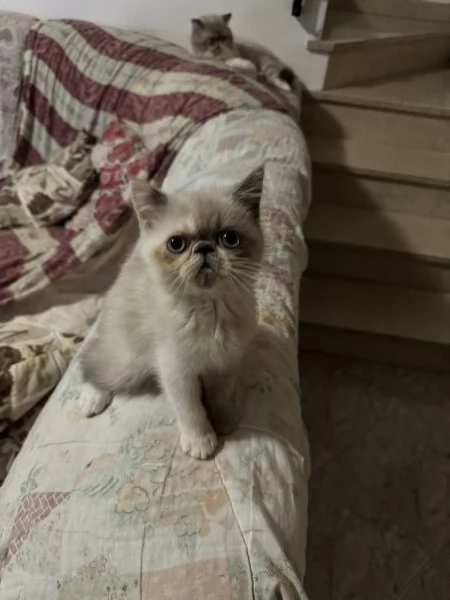 Cuccioli gatto exotic shorthair/ persiani | Foto 1