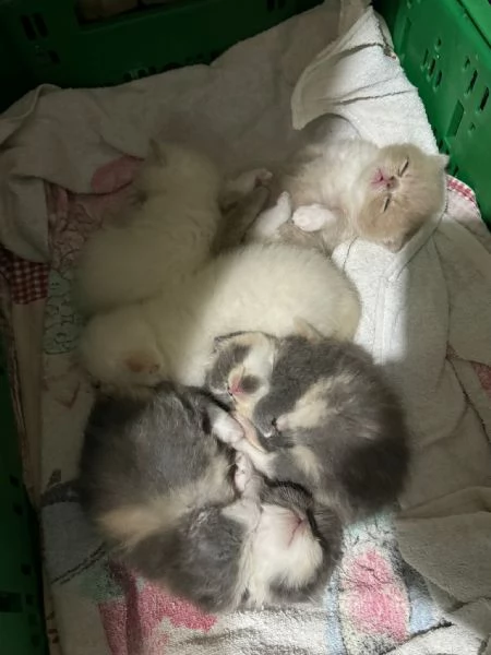 Cuccioli gatto exotic shorthair/ persiani | Foto 0