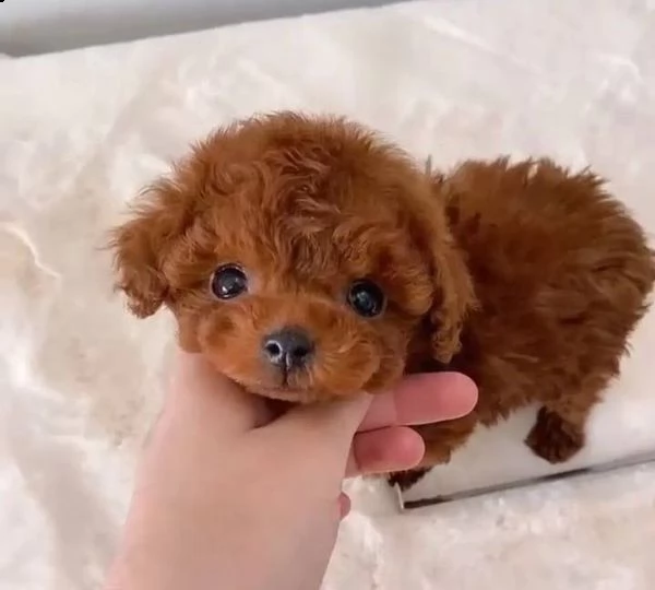 cuccioli di barboncino toy!!