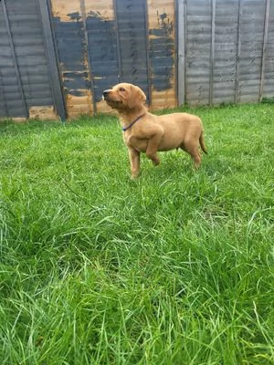 4 cucciolo labrador  | Foto 0