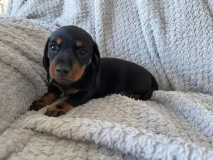 bellissimi cuccioli di bassotto | Foto 1