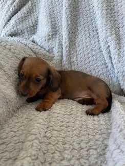 bellissimi cuccioli di bassotto | Foto 0