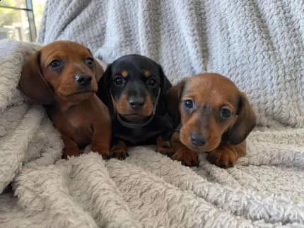 bellissimi cuccioli di bassotto
