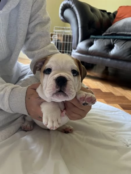 cuccioli di bulldog inglese registrati kc.