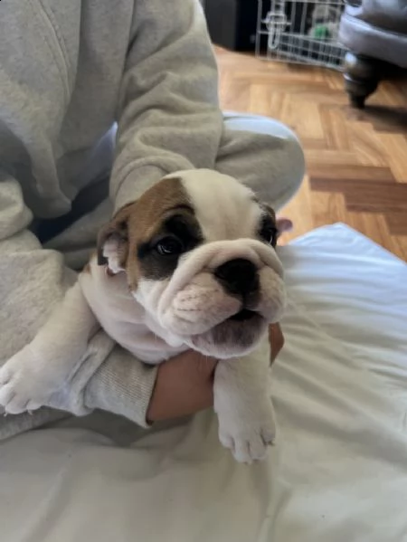 cuccioli di bulldog inglese registrati kc. | Foto 6