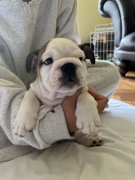 cuccioli di bulldog inglese registrati kc. | Foto 5