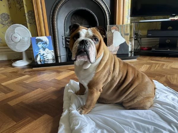 cuccioli di bulldog inglese registrati kc. | Foto 4