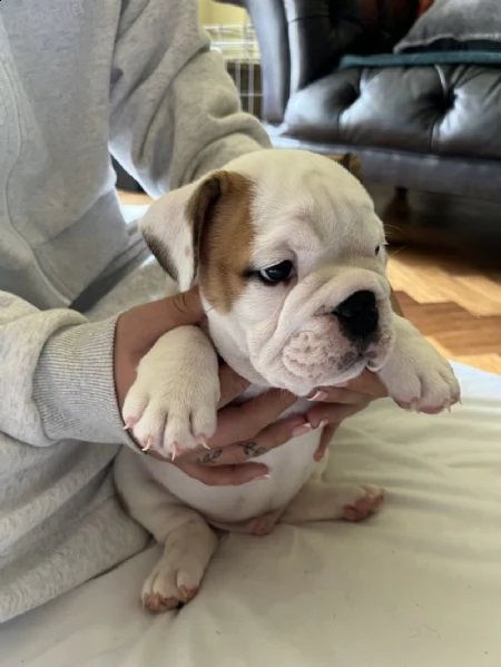 cuccioli di bulldog inglese registrati kc. | Foto 3