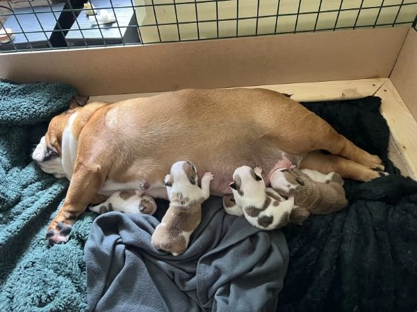 cuccioli di bulldog inglese registrati kc. | Foto 2