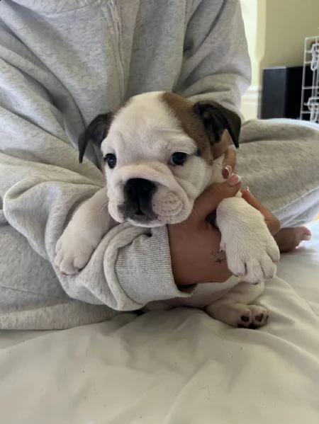 cuccioli di bulldog inglese registrati kc. | Foto 1