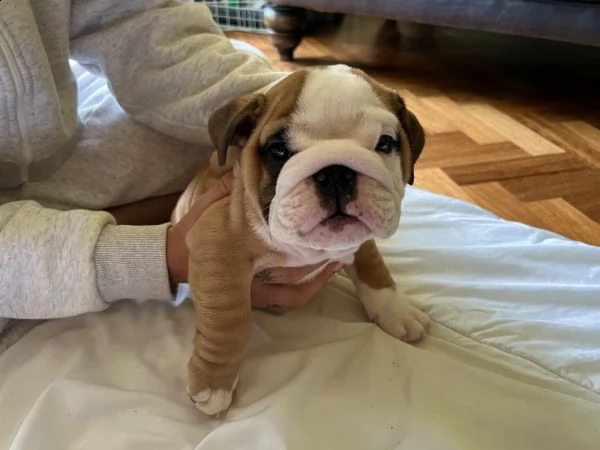 cuccioli di bulldog inglese registrati kc. | Foto 0