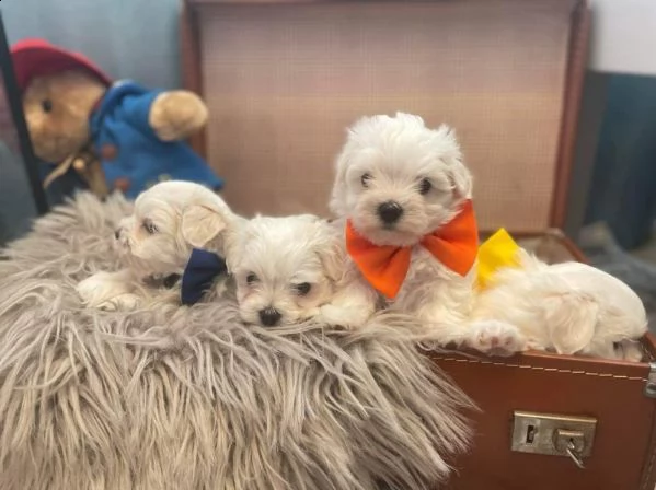 incredibili cuccioli di maltese | Foto 1