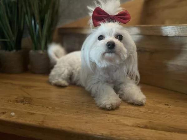 incredibili cuccioli di maltese | Foto 0