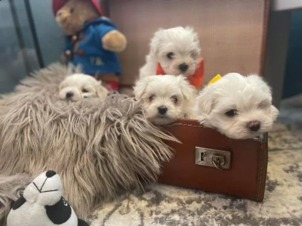 incredibili cuccioli di maltese