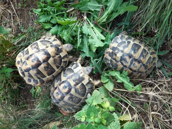 tartarughe di terra (testudo hermanni) | Foto 3