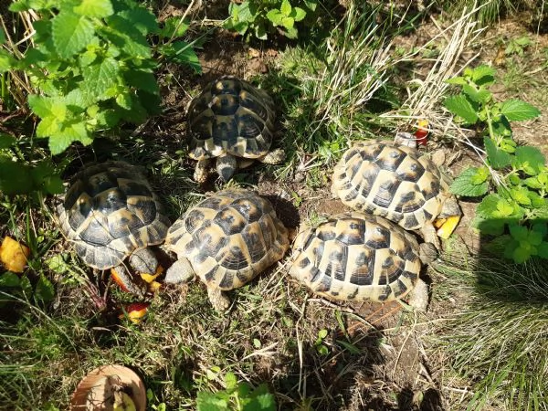 tartarughe di terra (testudo hermanni) | Foto 2