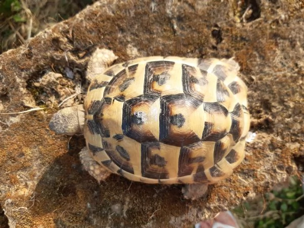 tartarughe di terra (testudo hermanni) | Foto 1