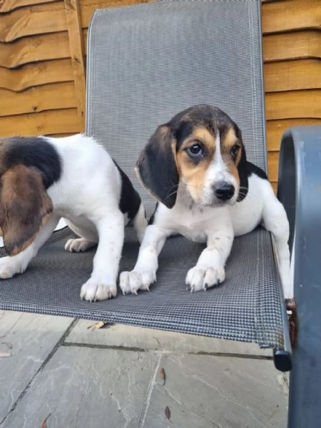 cuccioli di beagle in adozione