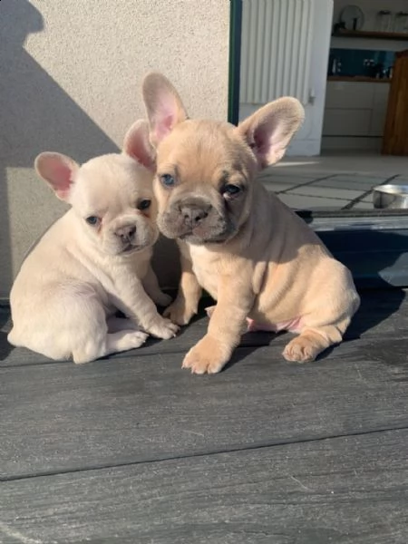 vendo cuccioli di bulldog francese