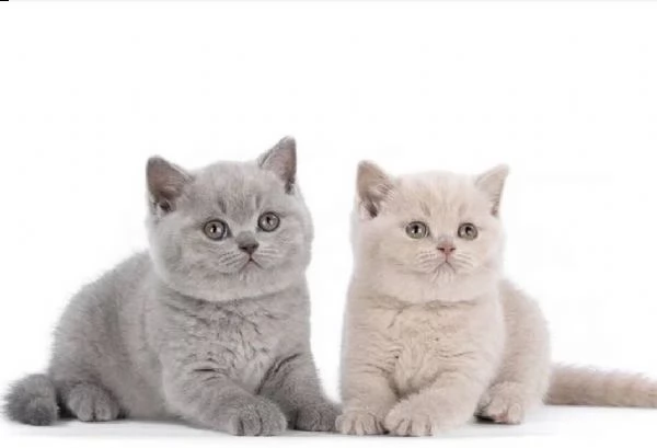 Gattini british shorthair | Foto 4