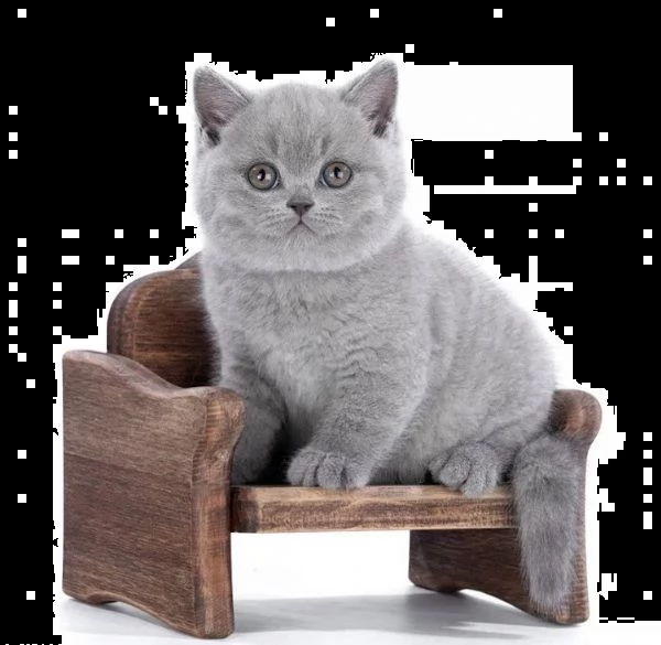 Gattini british shorthair | Foto 3