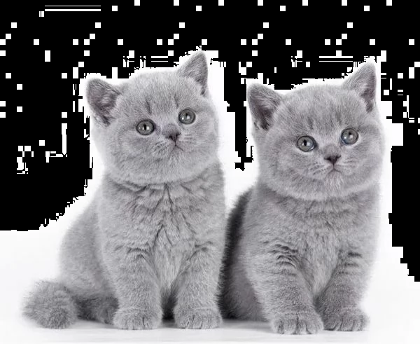 Gattini british shorthair