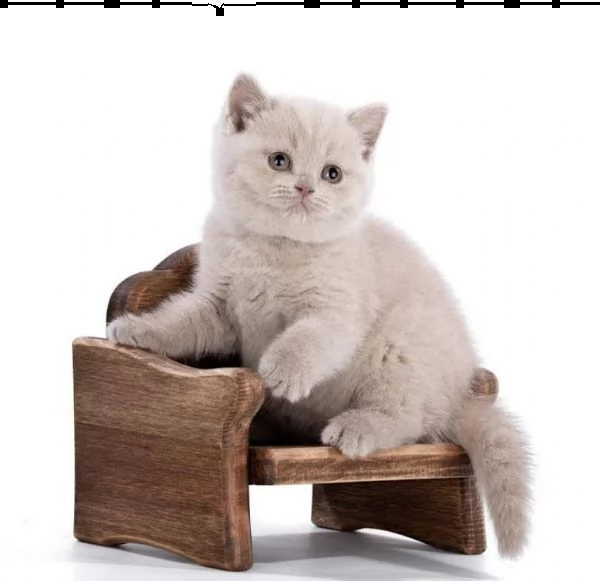 Gattini british shorthair | Foto 1