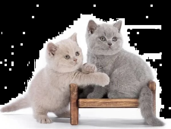 Gattini british shorthair | Foto 0