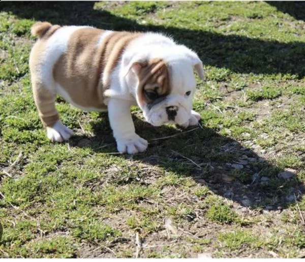 ////….adorabili cuccioli di bouledogue disponibili come regalo