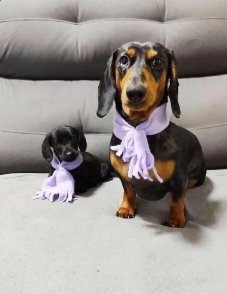 regalo bassotto maschio e femmina disponibile