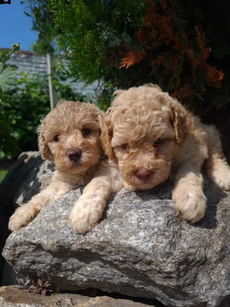 barboncino cuccioli | Foto 1