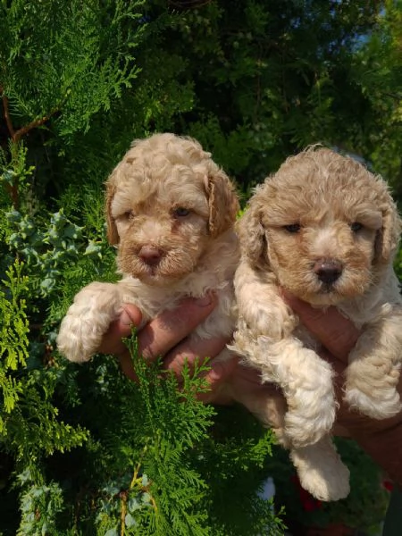 barboncino cuccioli | Foto 0
