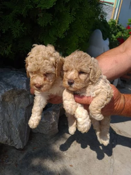 barboncino cuccioli